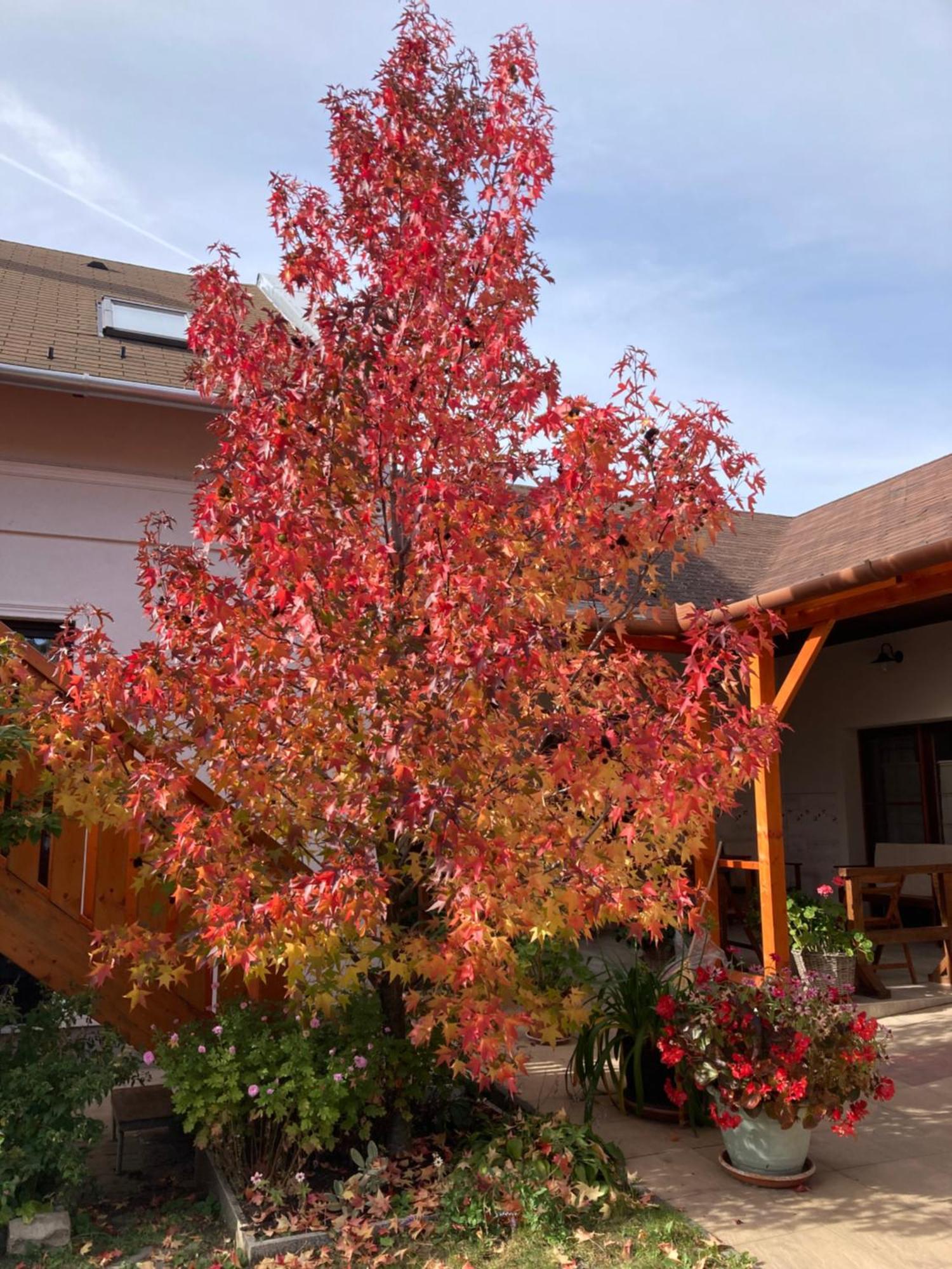 Bed and Breakfast Cicaskacus Vendeghaz Matrafured Exterior foto